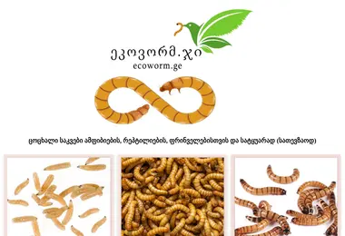 Скриншот ecoworm.ge