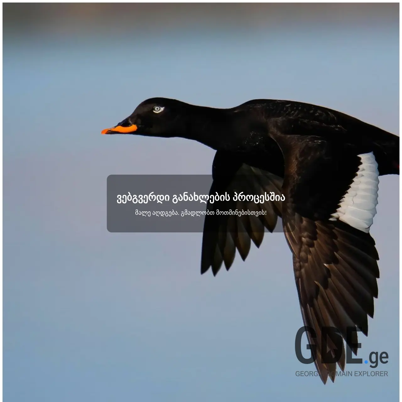 Screenshot of the site garieli.ge at 2025-12-15