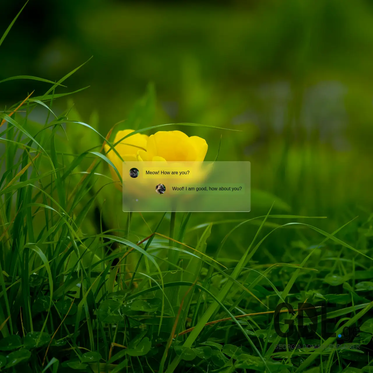 Screenshot of the site petshub.ge at 2025-12-11