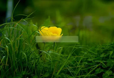 Screenshot of petshub.ge