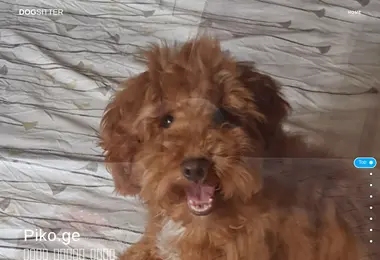 Скриншот piko.ge